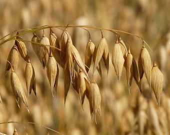 Common Oats Seeds for Planting, Non-GMO Heirloom Forage Cover Crop, Grain Seed Packet for Backyard Farming, Homestead Grain, Green Manure