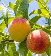 HeirloomSupplySuccess Heirloom Peach Fruit Tree Seeds