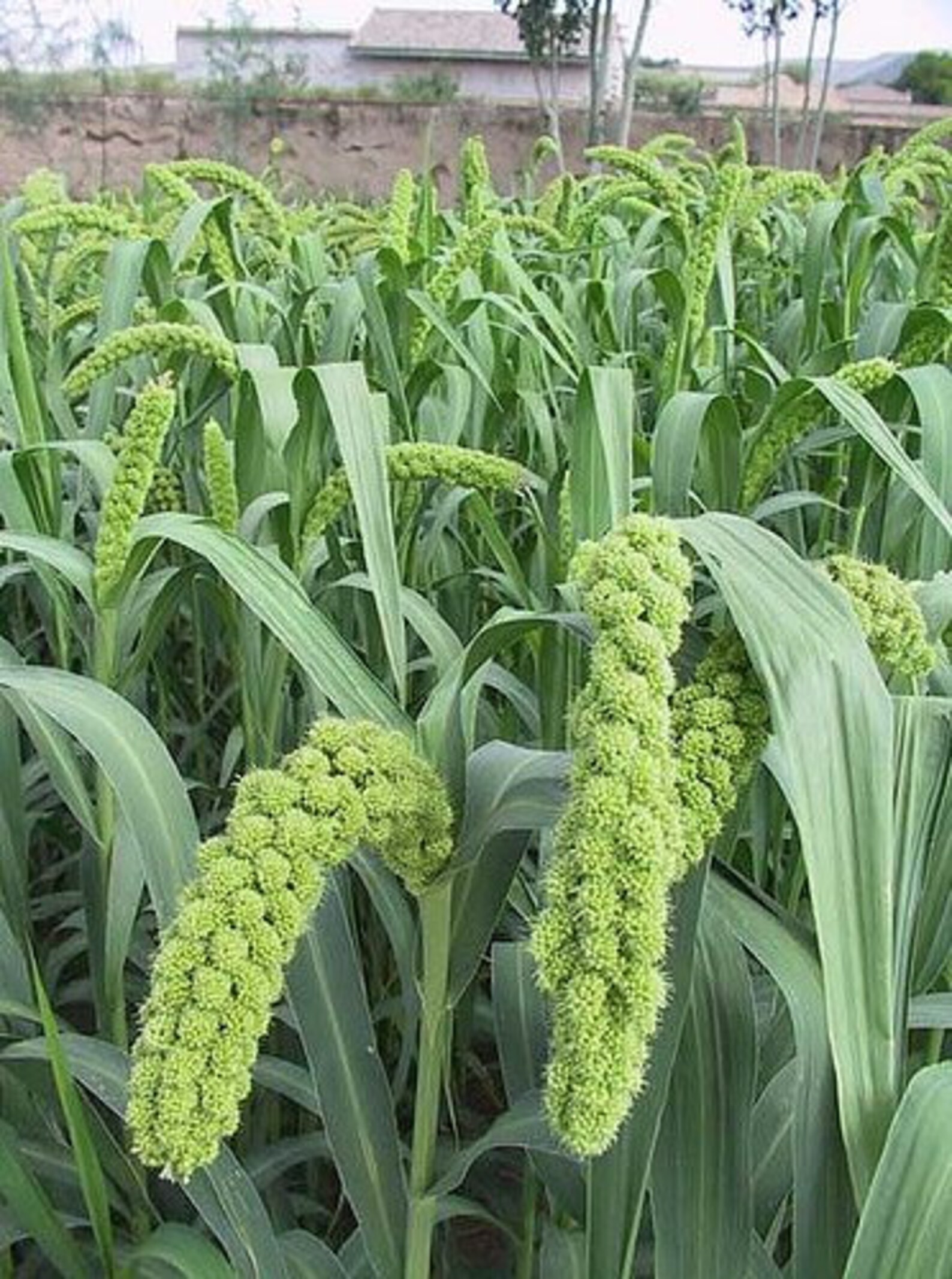 Heirloomsupplysuccess Heirloom Foxtail Millet Seeds Etsy