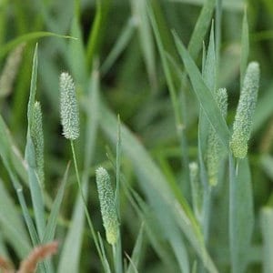 May include: Close-up of green grass with several tall, thin, light green seed heads.
