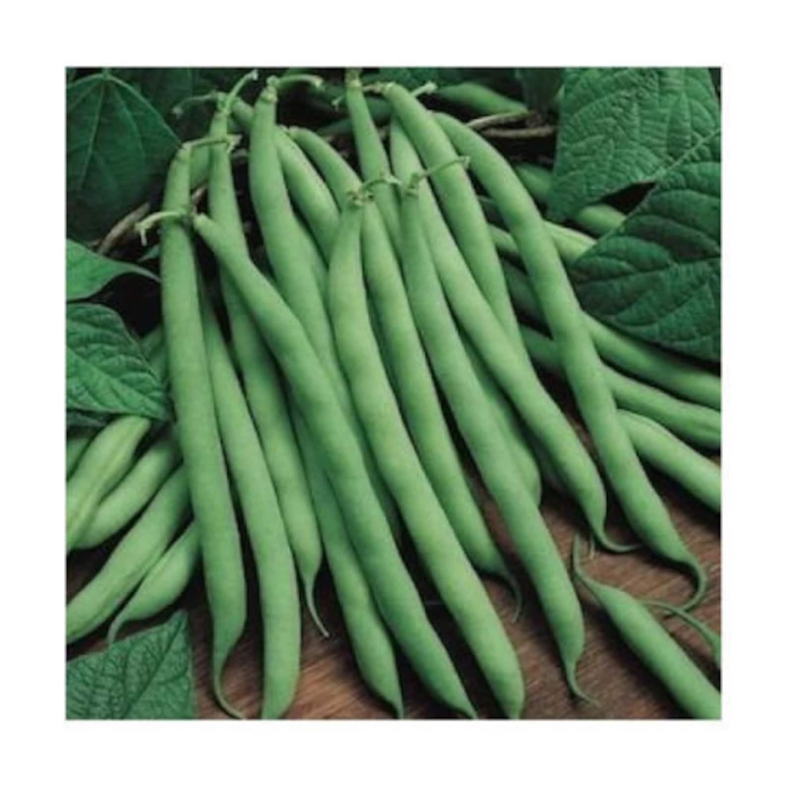 HeirloomSupplySuccess Heirloom TenderGreen Bush Bean Seeds Etsy