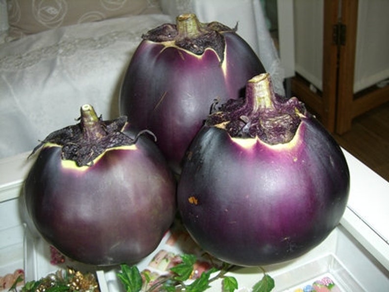 HeirloomSupplySuccess 10 Heirloom Kamo Aubergine Eggplant Etsy