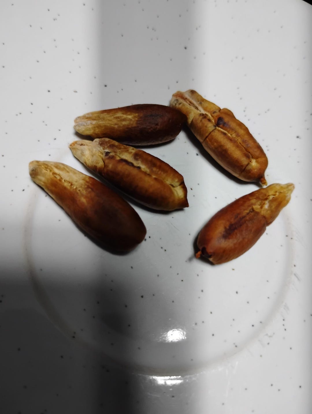 Jumbo Medjool Date Palm Seeds, Heirloom Phoenix Dactylifera Tree