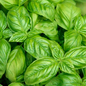 May include: Close-up of fresh, vibrant green basil leaves. The leaves are textured with prominent veins and a glossy sheen, showcasing their natural freshness. The image highlights the lush, healthy appearance of the basil, perfect for culinary use.