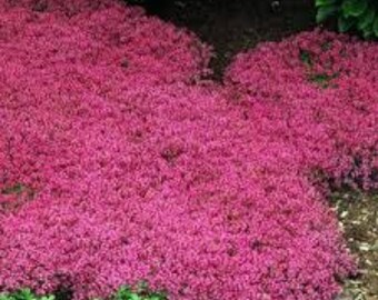 HeirloomSupplySuccess Heirloom Creeping Thyme Flower Seeds