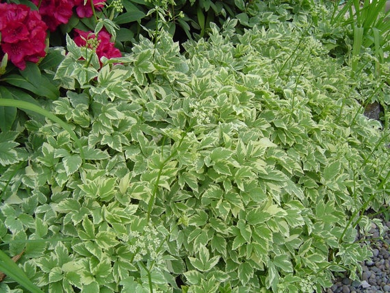buy ginseng plant 25 AMERICAN GINSENG Panax Quinquefolius Shade Herb Seeds  Seedville USA