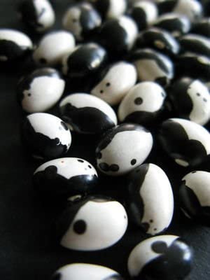 Heirloomsupplysuccess Heirloom Calypso / Orca Beans Seeds Etsy