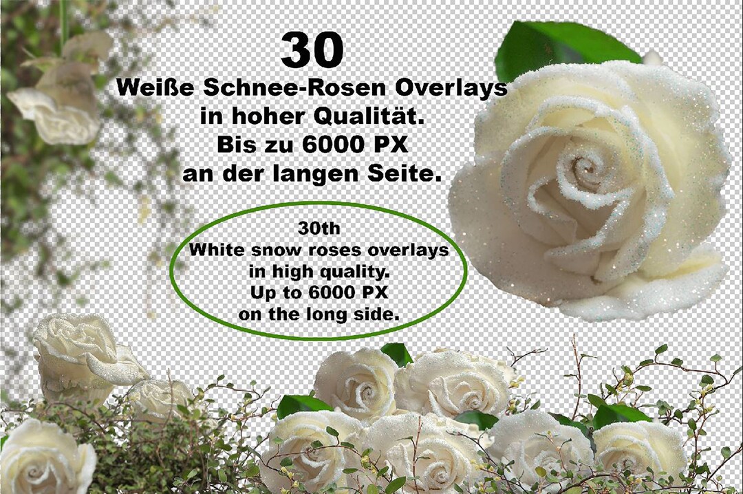 White Roses Overlay Photoshop Overlays. White Roses Png. Exemptions to Edit Your Own Photos ...