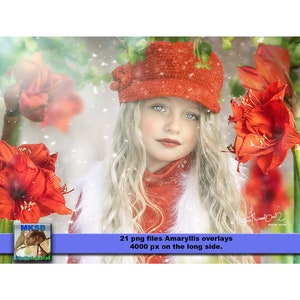Könnte beinhalten: Ein junges Mädchen mit blonden Haaren trägt eine rote Strickmütze und einen roten Pullover. Sie ist umgeben von roten Amaryllis-Blumen und einem verschneiten Hintergrund. Das Bild ist Teil eines Sets von 21 digitalen Overlays, die jeweils 4000 Pixel auf der langen Seite messen.