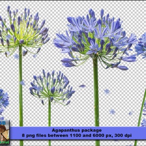 Superpositions Photoshop. Fleurs d'agapanthe. Exemptions pour créer votre propre art numérique. Convient aux cartes de vœux de mariage.