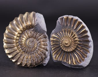 Rcdirxa5xxcypm https www etsy com market ammonite negative