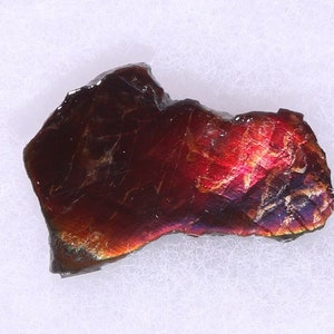 Ammonite fossil Ammolite Rare Bright Deep Cherry Red Rarer than purple Alberta Canada COA 5830