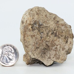 May include: A close-up of a light brown, irregularly shaped rock with a rough, textured surface. The rock is about the size of a silver dollar.