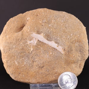 Fossil Fish Jaw Section Enchodus w Tooth Cretaceous Khouribga Morocco COA 3180