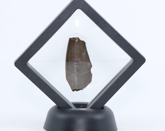 Tyrannosaurus rex T Rex excellent fossil tooth segment Serrated 1.58" Lance Creek Formation  Wyoming WY COA 6501