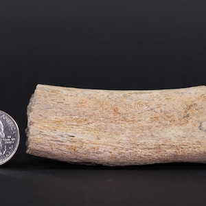 Fossil Dinosaur Edmontosaurus Rib Section Hell Creek Fm Montana COA 4670