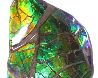 Fossil Ammolite Brilliant Superb 46g 45mm x 46mm Alberta Canada COA 5820