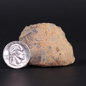 Triceratops Fossil Bone piece Hell Creek Fm. South Dakota SD COA 5590