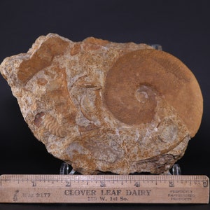 Fossil Ammonite Kosmoceras on fossiliferous plate Jurassic France COA 3756 Free Shipping