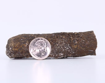 Fossil Dinosaur Allosaurus Spinal Cord Natural Cast Jurassic Vernal Utah UT COA 5110