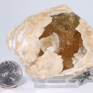 Fossil Clam & Golden Calcite 3.52" Mercanaria Rucks Pit Florida FL COA 6981