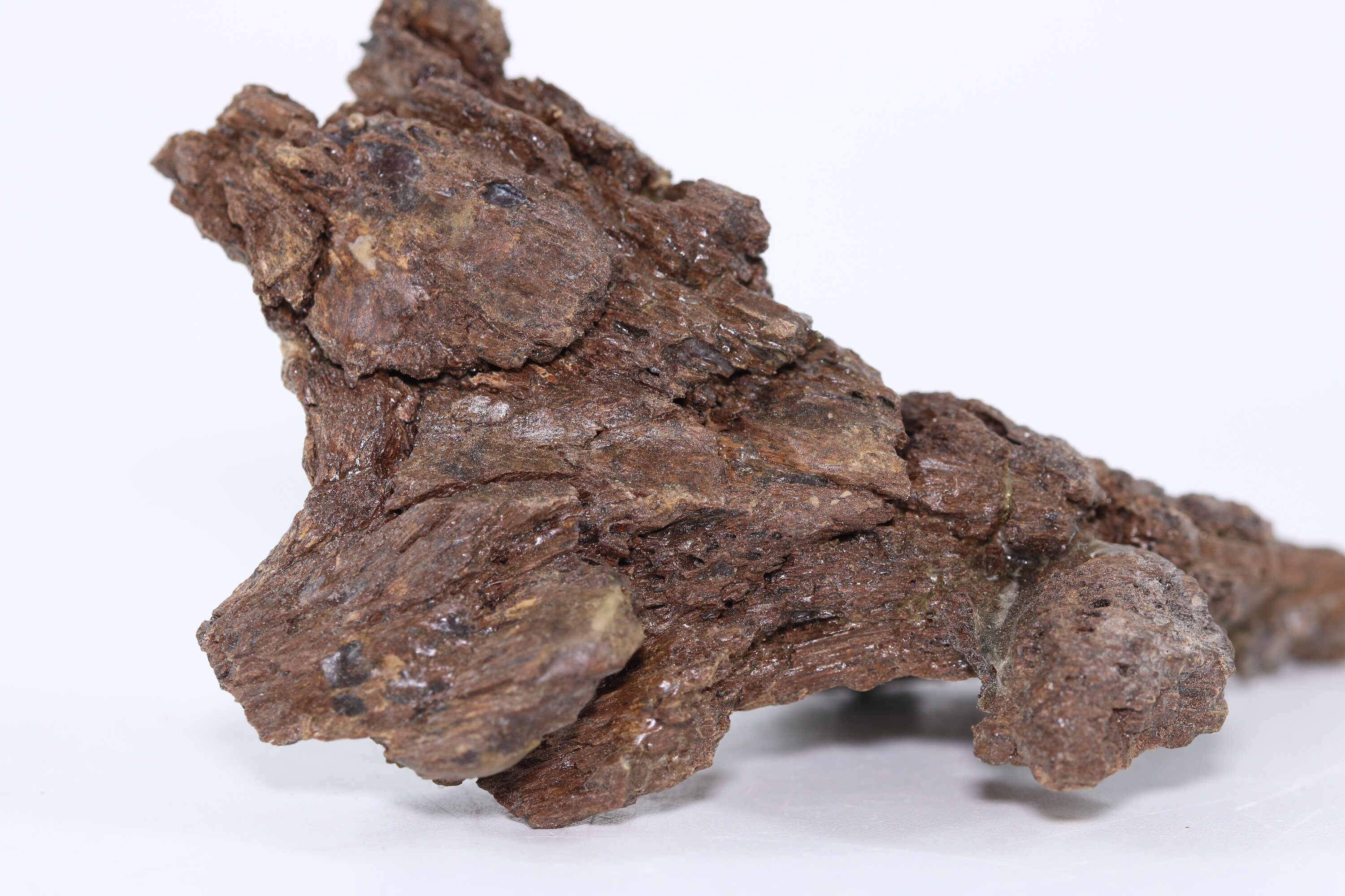 Tyrannosaurus Rex T Rex Fossil Vertebra Transverse Process Hell Creek ...
