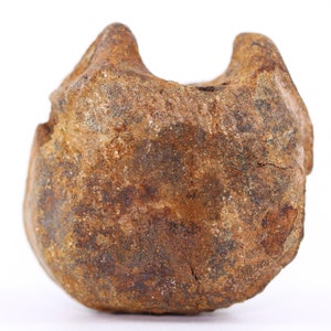 Fossil Dinosaur Edmontosaurus Vertebra Hell Creek Fm South Dakota SD COA 5121
