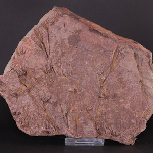 Fossil Echinoderm Ascocystites Eocrinoid Ordovician El Kaid Errami Morocco COA 4122