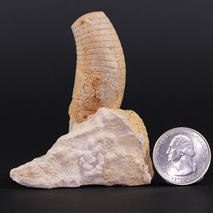 Fossil Oncoceratid Ordovician Old Find Grand Detour Formation Wisconsin COA 4864