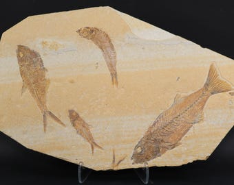 Multi Fossil Fish Mioplosus Diplomystus Fossil Lake Green River