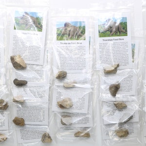 25 Triceratops Dinosaur Fossils in Gift Bags Hell Creek Fm South Dakota SD  5984