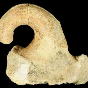 Fossil Gastropod Salpingostoma Old Find Ordovician Wisconsin COA 3977 Free Shipping