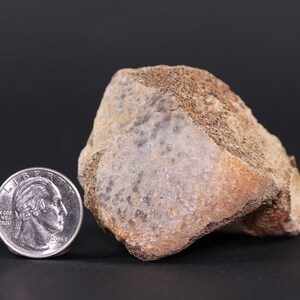 Edmontosaurus Dinosaur Fossil Bone Hell Creek Fm Southe Dakota SD COA 5643