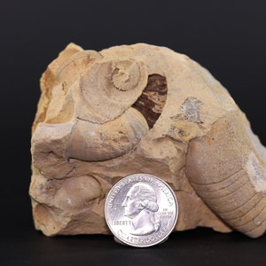 Fossil 3.4" Ordovician Oncoceratid Old Find Grand Detour Fm Wisconsin COA 4877