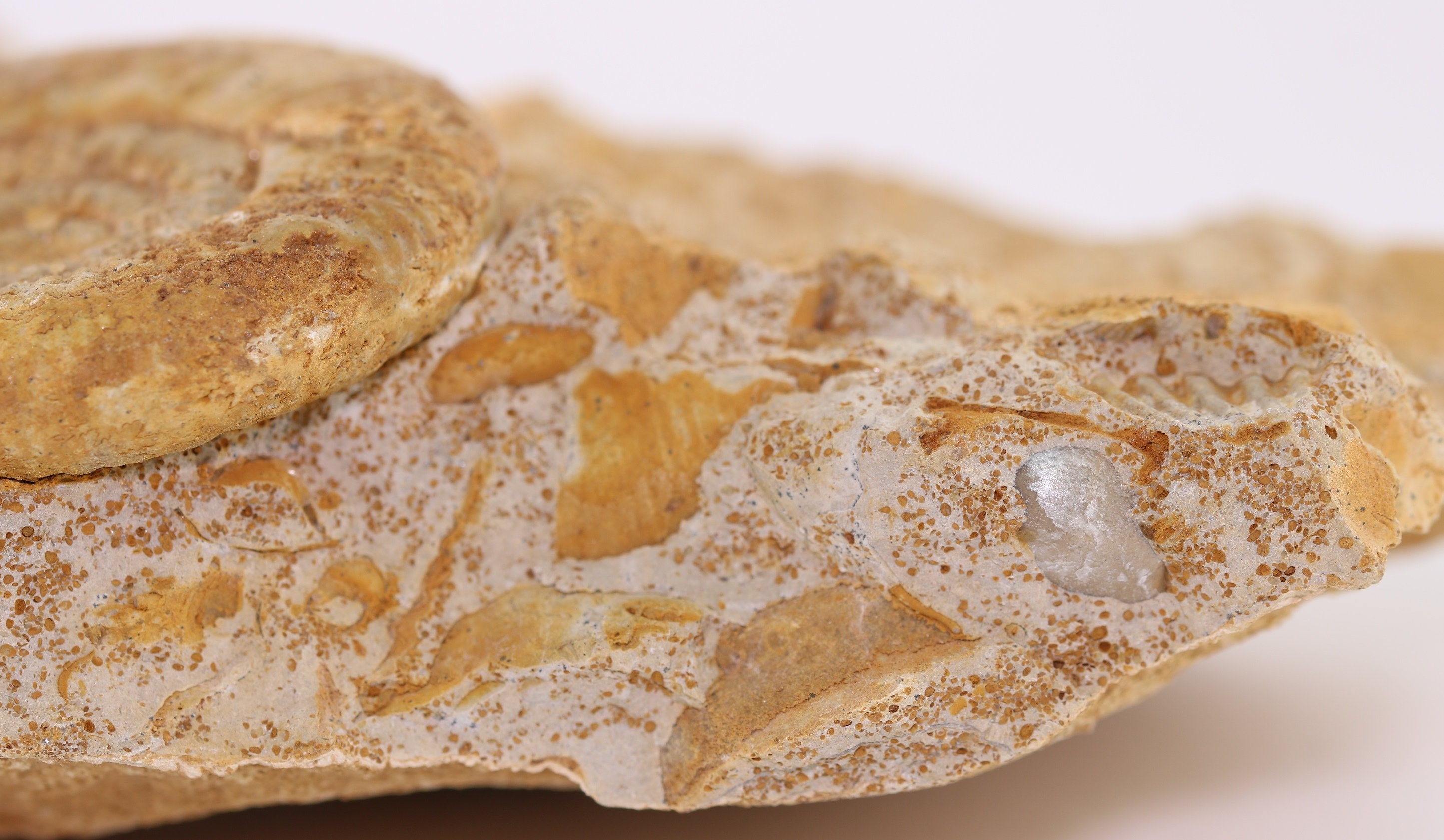 Fossil Ammonite &shells Old Find Belmont Alsace Region France ...