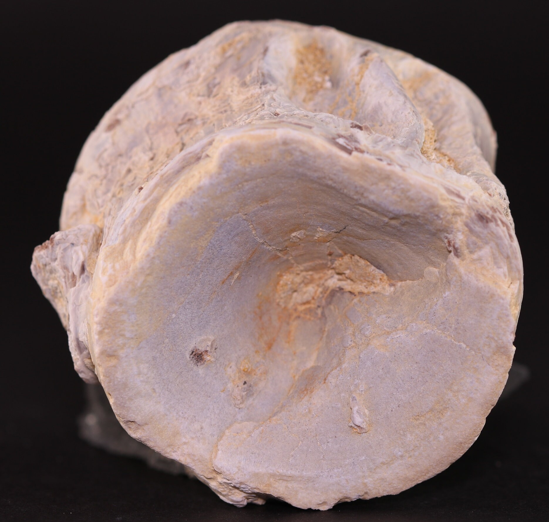 Fossil Fish Xiphactinus audax Vertebra Cretaceous Kansas Dinosaur Era COA #3130 Free Shipping