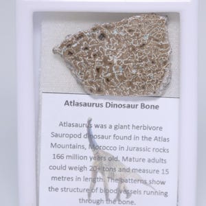 May include: A framed Atlasaurus Dinosaur Bone specimen. The bone fragment is a light brown color with a textured surface and a network of lighter-colored veins. A white label below provides information about the dinosaur.