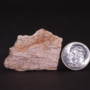 May include: A piece of fossilized wood with a light brown and white color. The wood has a layered texture and is about the size of a US dime.