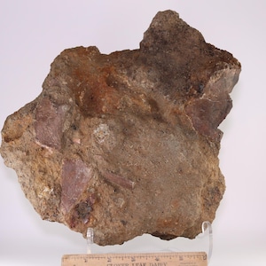 May include: A large, irregularly shaped rock sample with a rough, textured surface. The rock displays a mix of brown, tan, and reddish-brown hues, with some areas appearing more weathered. The sample is supported by a clear stand and a ruler is at the bottom.