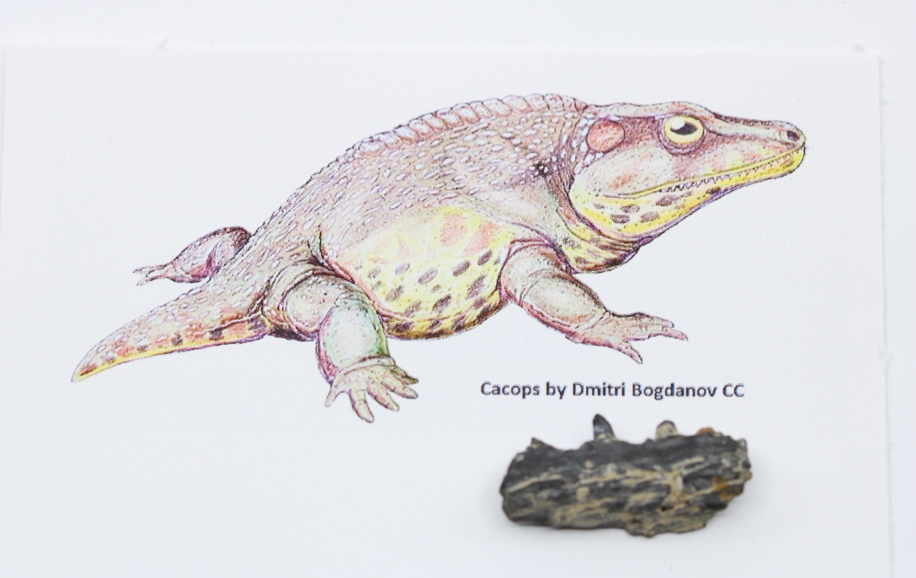 Cacops Jaw Pc. Early Permian Amphibian Fossil Comanche Co. Oklahoma OK ...