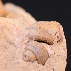 Fossil Oncoceratid and Gastropod Old Find Grand Detour Fm Wisconsin COA 4868