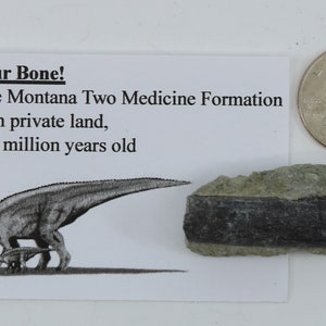 May include: A gray Maiasaur bone fossil from the Montana Two Medicine Formation. The fossil is about 74 million years old and was found on private land. The fossil is next to a quarter for scale.