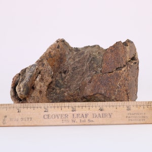 Fossil Dinosaur Tyrannosaurus T Rex Tibia piece Hell Creek Fm. Montana COA 4025
