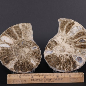 May include: Two halves of a fossilized ammonite, a type of extinct marine mollusk. The ammonite is brown and white with a spiral shape. The fossil is about 5 inches in diameter.