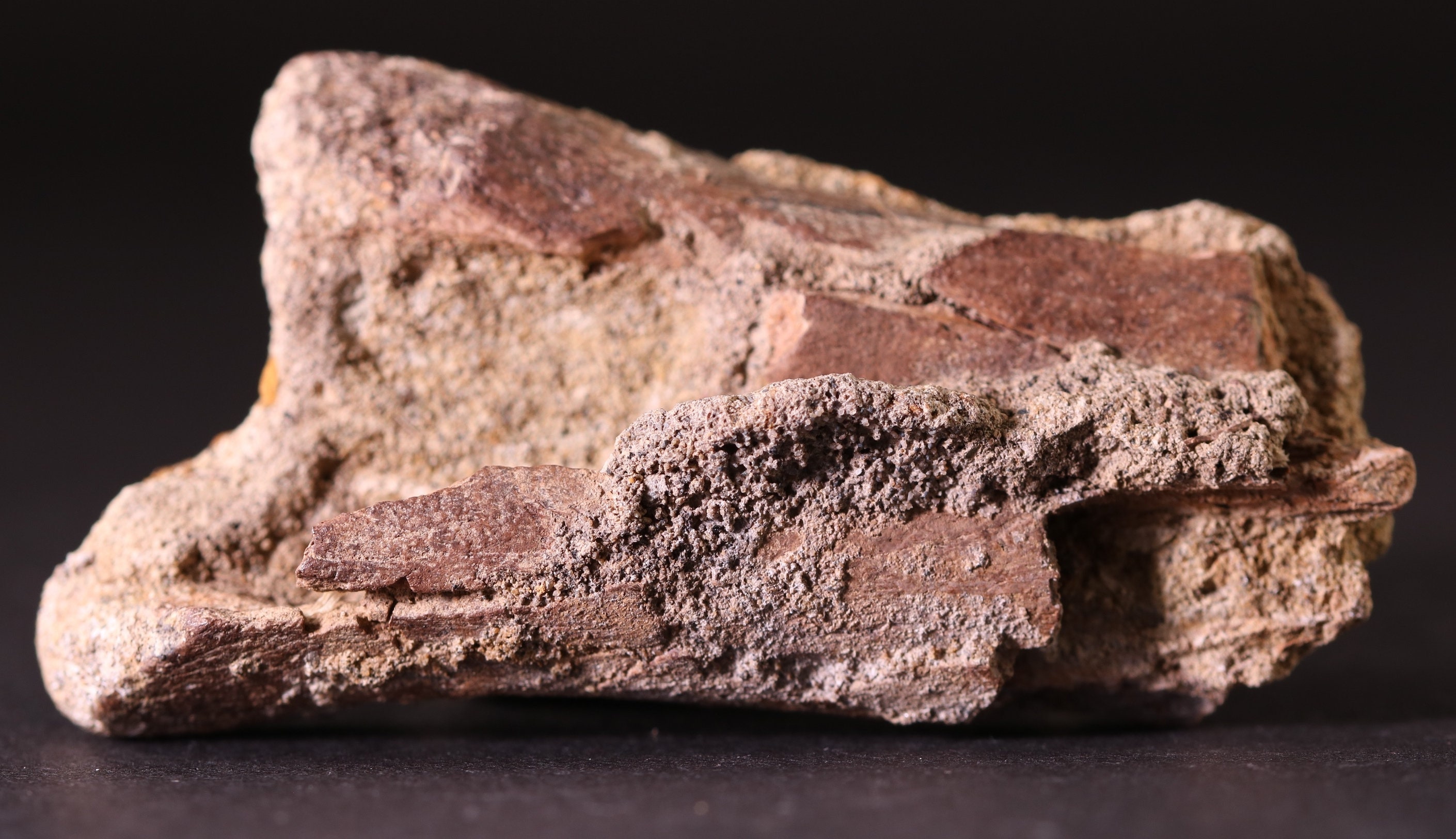 Fossil Dinosaur Hadrosaur Small Rib Piece Lance Creek Wyoming WY COA ...