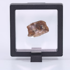 Dimetrodon Fossil Bone 1.15&quot; Permian Texas Red Beds TX COA 5621