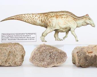 3 Edmontosaurus Dinosaur Fossil bones Hell Creek Formation South Dakota SD COA 6623