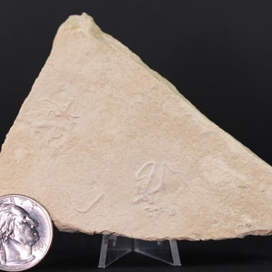 2 Jurassic Brittle Star Fossils Solnhofen Germany COA 5616