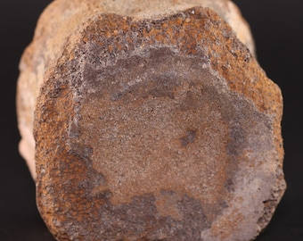 Fossil Dinosaur Ceratopsian Vertebra Centrum Cretaceous Horseshoe Canyon Alberta Free Shipping 3115