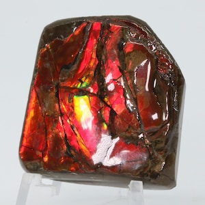 May include: A polished ammolite gemstone featuring a vibrant, iridescent surface with deep red, orange, and yellow flashes. The stone displays a complex, fractured pattern with dark brown matrix veins running throughout the glossy, reflective surface.